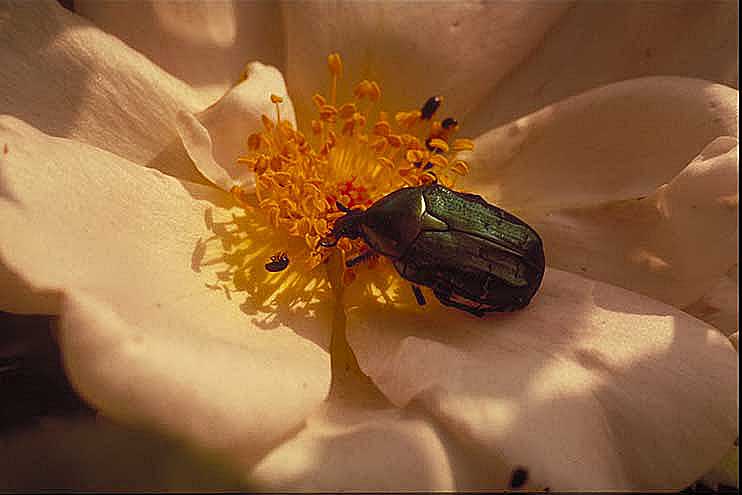Dyrenavne til biller: Grøn guldbasse (Cetonia aurata) sammen med glimmerbøsser (Meligethes aeneus) på rosenblomst.
